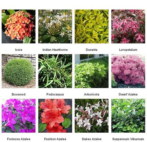 Kinds Of Plants Shrub