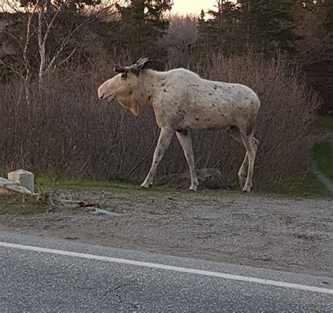 Newfoundlander shoots video of rare piebald moose - Cottage Life