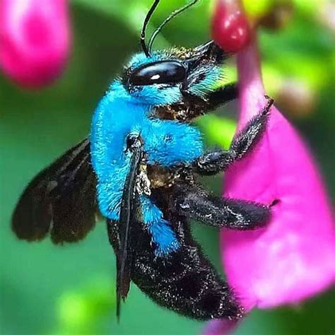 Blue Carpenter Bee on Pink Flower