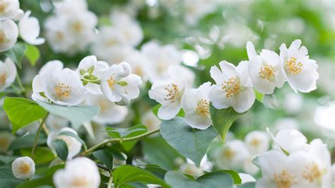 Wallpaper White jasmine flowers, petals, spring 2880x1800 Picture, Image