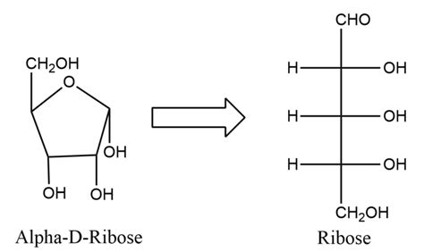 (1) Refer to the Fischer projection formula of ribose. Furanose form of ribose is produced by ...