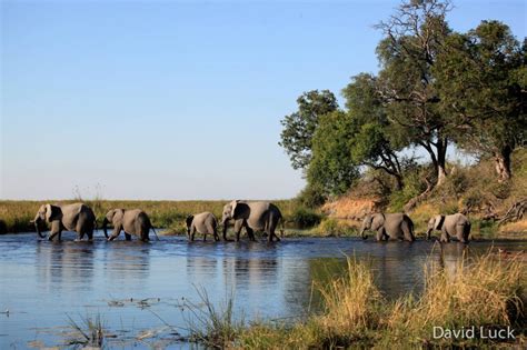 Elephants Botswana Africa | Good Nature Travel Blog