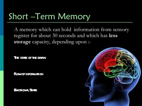 Human Memory - Psychology