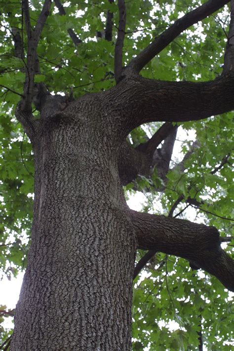 Black Oak Tree | Quercus velutina (black oak) - whole tree - looking up ...