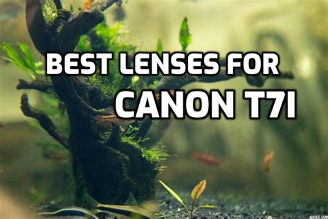 These are 5 MUST-HAVE lenses for Canon T7i [In 2022]