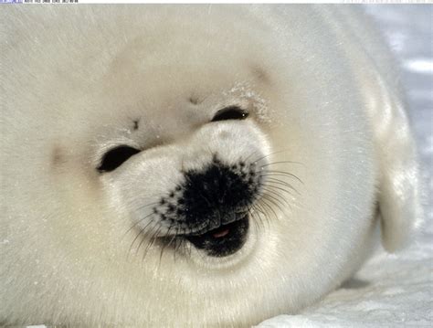 seals sounds: Baby seal screams video - Strange Sounds