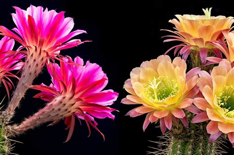 Cactus Flowers Wallpapers - Wallpaper Cave