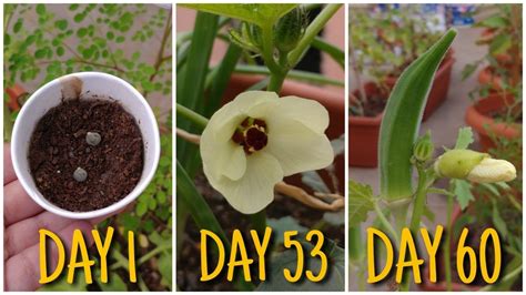 how to grow okra from seed