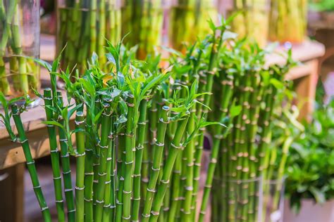 Discover the Many Benefits of Bamboo Grass in Home | Bambu da sorte ...