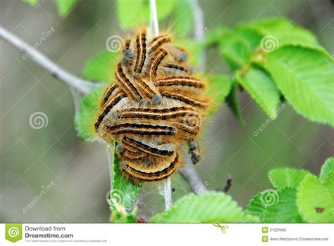 Gypsy Moth Trap Royalty-Free Stock Photography | CartoonDealer.com #55265429