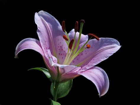 Purple lilies: What they are, care and meaning | Jardineria On