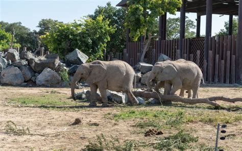 Exploring the Animal Diversity at Dubai Safari Park