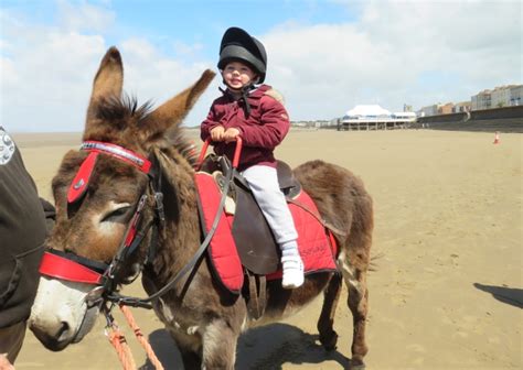 Donkey rides return to Burnham-On-Sea beach with unique Covid safety ...