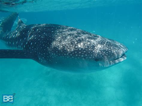 Snorkelling With Whale Sharks in Oslob, The Philippines | Backpacker Banter