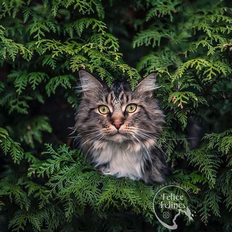 Photographer Captures Different Personalities Of Cats In Adorable ...