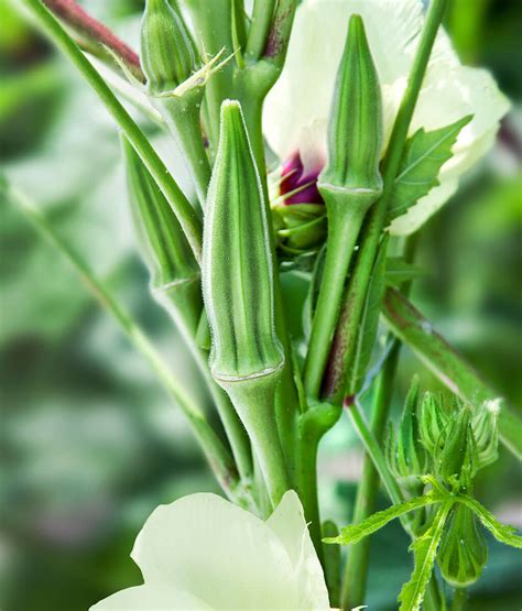 How to Grow Okra From Seeds - Plant Instructions