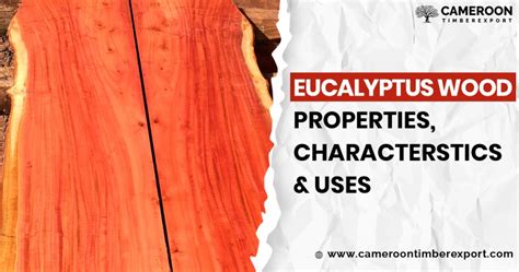 Eucalyptus Wood Properties, Characteristics & Uses