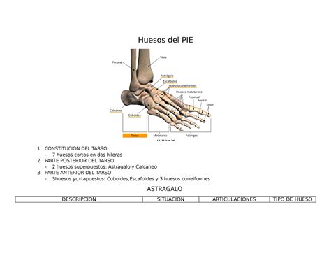 Huesos del PIE - bueno - Huesos del PIE TARSO CONSTITUCION DEL TARSO 7 ...