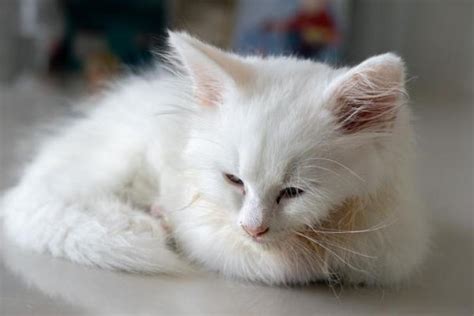 Azotemia in cats - Types, Symptoms and Treatment