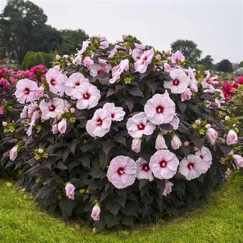 Cottage Farms Direct - Perennials - 'Dark Mystery' Giant Hardy Hibiscus