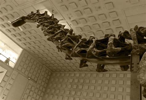 Brontosaurus mount at the Peabody Museum of Natural History, New Haven, CT. © Mark Ryan ...