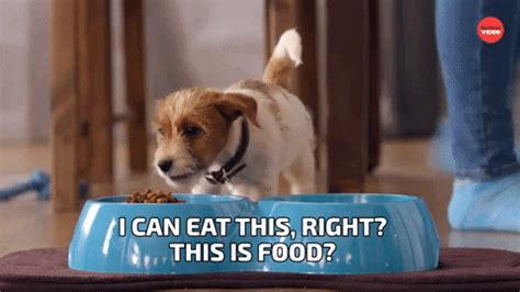 Eat Dog Food GIF by BuzzFeed - Find & Share on GIPHY