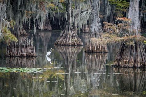 Caddo Lake State Park, Karnack Vacation Rentals: cabin rentals & more ...