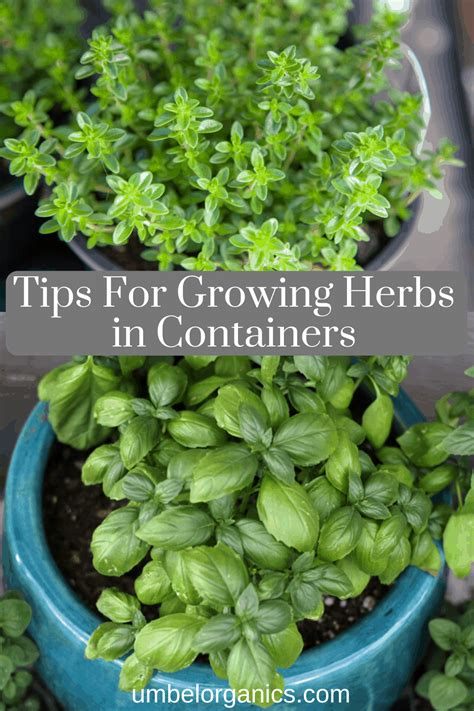 Tips For Growing Herbs In Containers - Umbel Organics