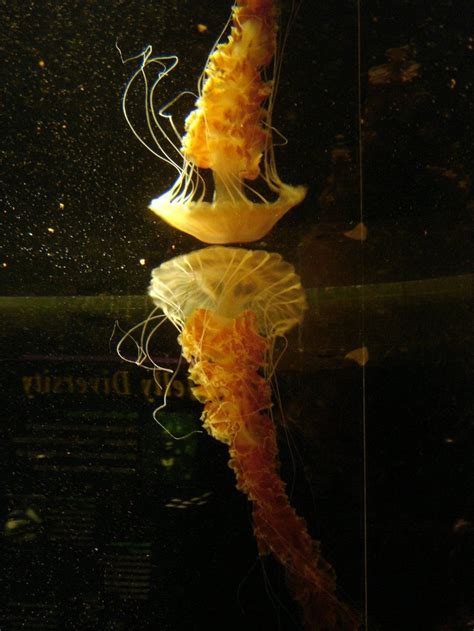 sea nettle | Jellyfish, Aquarium, Sea