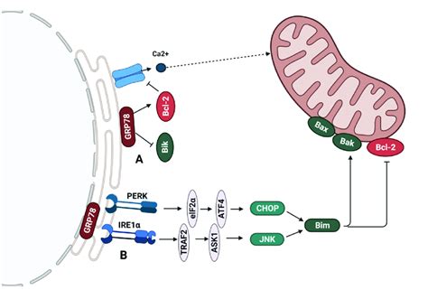 Regulation of apoptosis induction by Bcl-2 family proteins at the ...