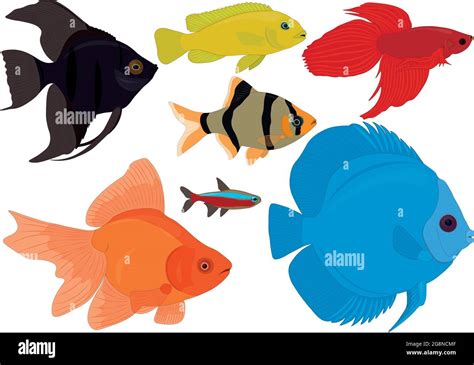 Aquarium colorful tropical fish collection vector illustration Stock ...