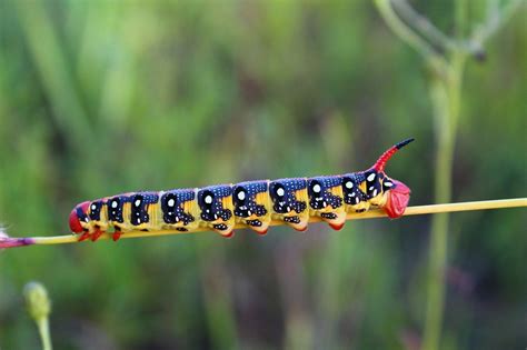 A Caterpillar That Looks Like A Dog