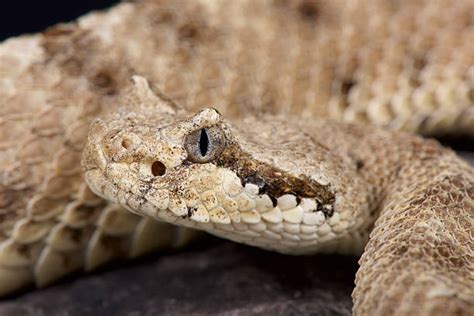 Sidewinder Rattlesnake Stock Photos, Pictures & Royalty-Free Images ...