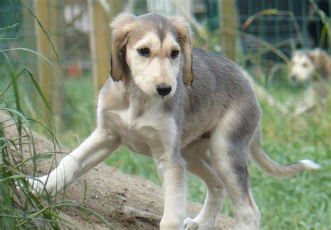 Saluki Dog Info, Temperament, Puppies, Pictures