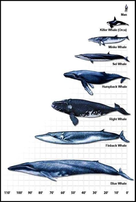 Whale scaling fact sheet | Whale, Whale chart, Blue whale