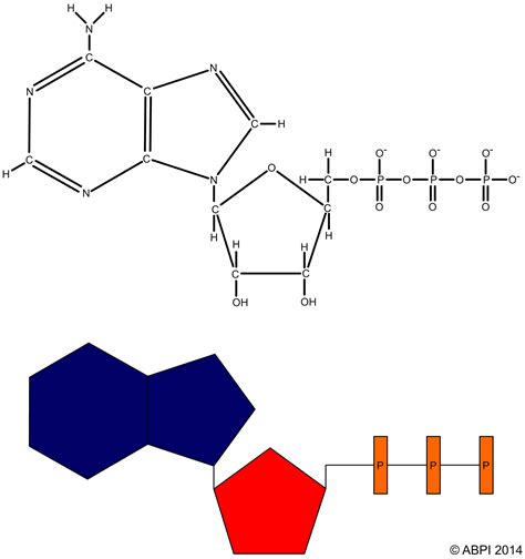 ATP (adenosine triphosphate)