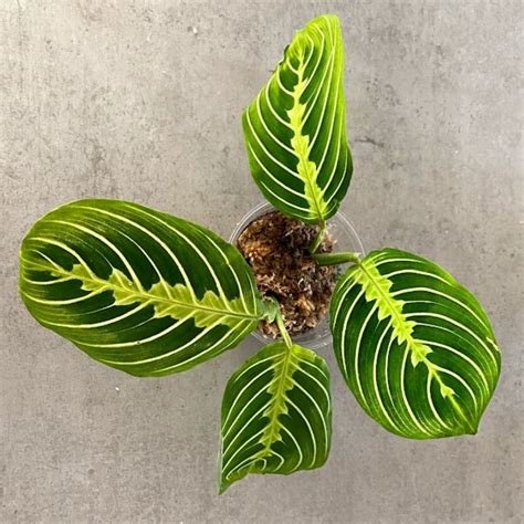 Maranta Lemon Lime - Care And Propagation Guide - Teak And Terracotta