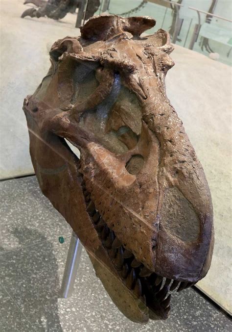 Louisville Fossils and Beyond: Albertosaurus libratus Dinosaur Skull Fossil