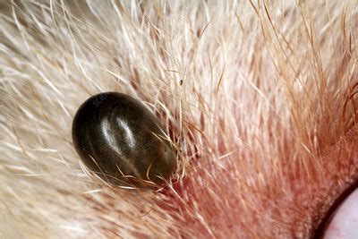 Tick on a dog's skin - Stock Image - Z445/0444 - Science Photo Library