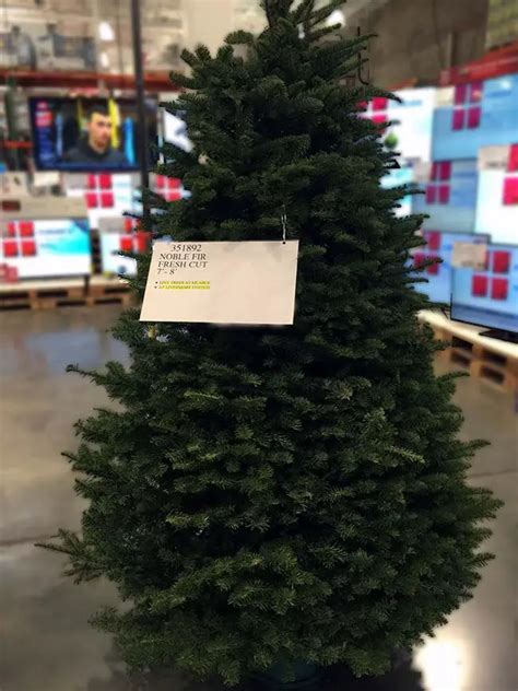 Costco Real Christmas Tree 2018 | Costco Insider