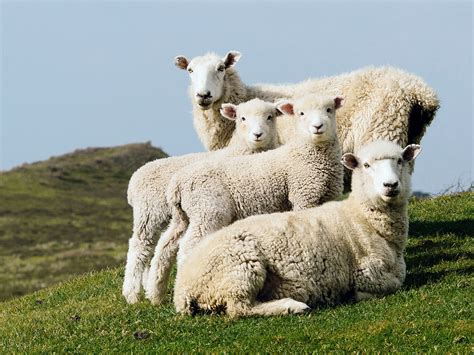 Sheep Family Portrait