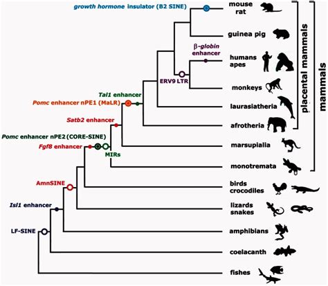 Scheme of vertebrate phylogenetic tree showing well-characterized ...