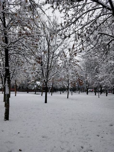 Winter in december stock image. Image of white, december - 134687303