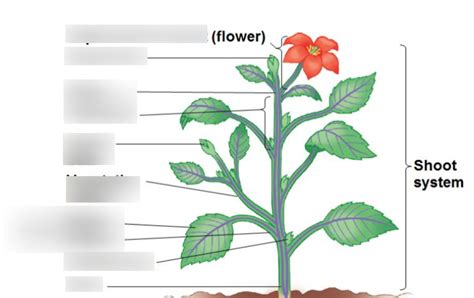 Unit 2: Lesson 12: Shoot System of a Vascular Plant (diagram) Diagram ...