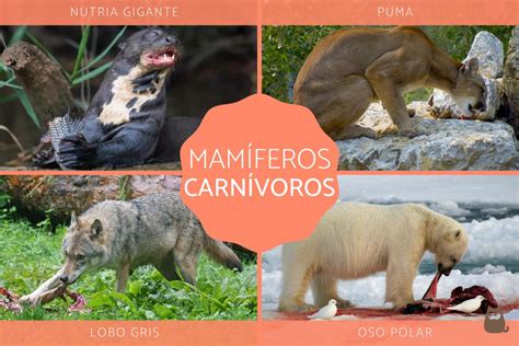 Mamíferos carnívoros - Características y ejemplos