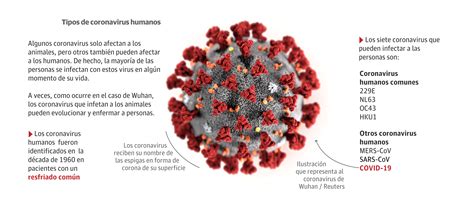 Gráfico: Las claves del coronavirus | El Correo