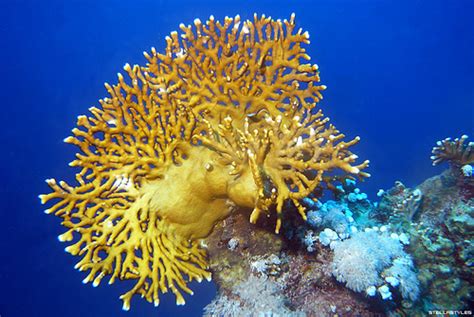 Thomas' Marine Biology Blog: Fire coral
