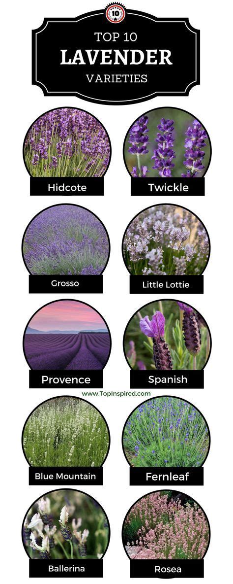 Top 10 Lavender Varieties To Grow in your Garden | Lavender varieties ...