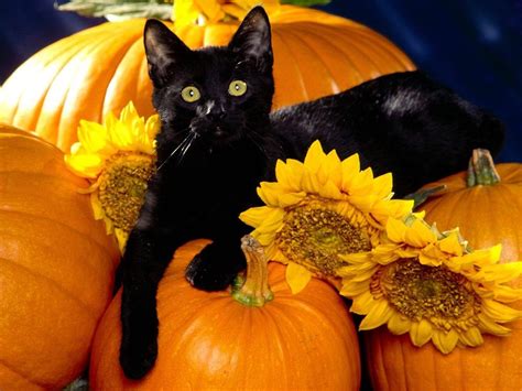 G JDN, Halloween Cat | Abyssinian cats, Cat wallpaper, Halloween cat