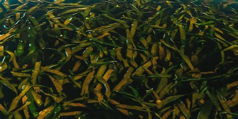 Kelp Farming [iDiveblue] Ocean Agriculture for a Sustainable Future